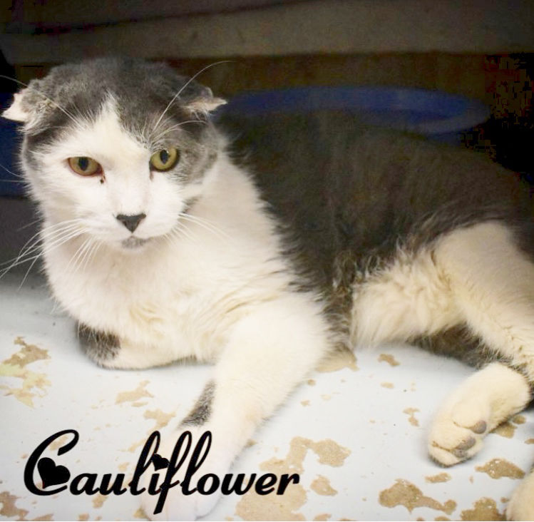 PET OF THE WEEK: Cauliflower